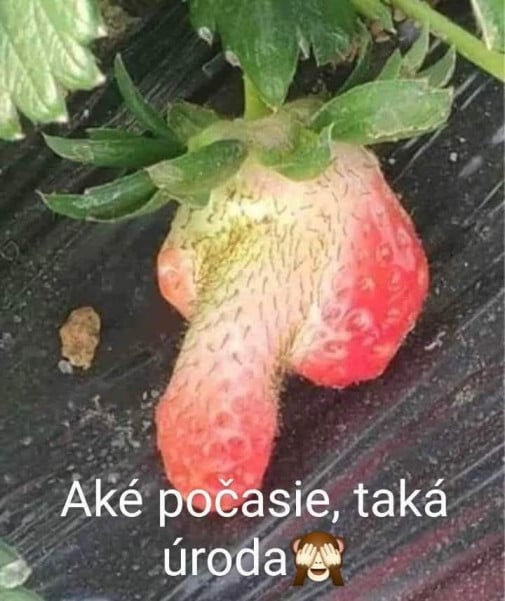 Úroda vs počasie